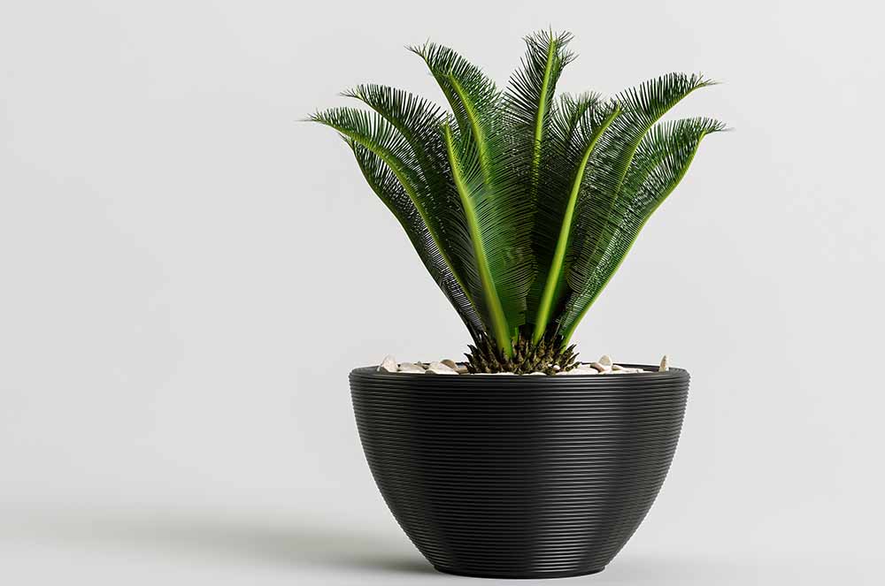 A miniature palm tree in a black pot - Friendly Home