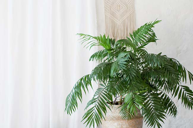 Areca palm tree indoor - Friendly Home