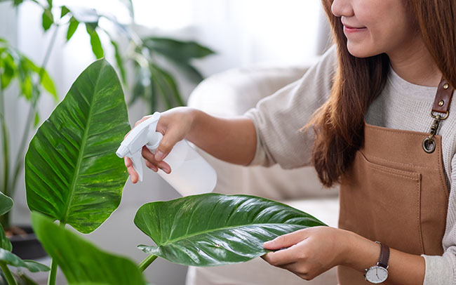 Beautiful young Asian woman taking care and watering indoor plants with spray at home - Friendly Home
