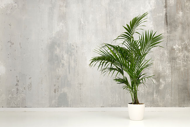 Indoor kentia palm against a grunge gray interior wall - Friendly Home