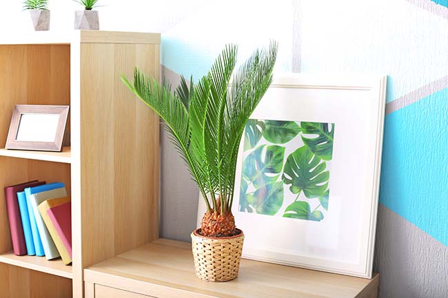 Indoor sago palm and framed picture of tropical leaves on bookcase - Friendly Home