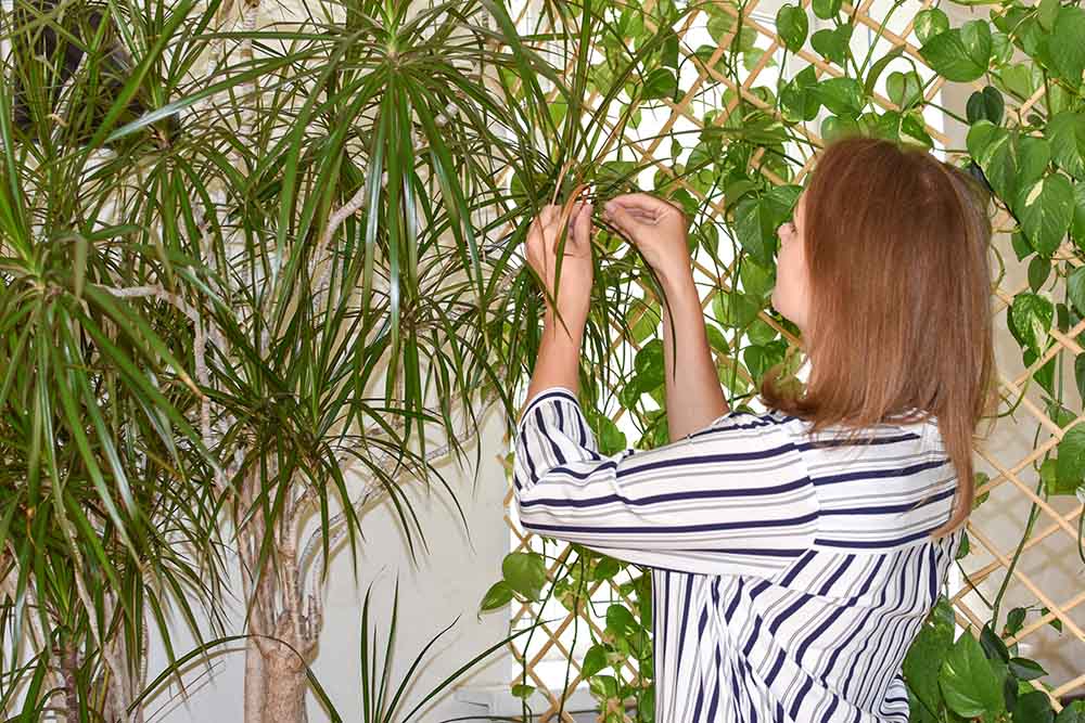 Taking care of indoor house palm - Friendly Home