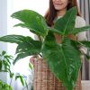 Types of indoor palm plants - Friendly Home