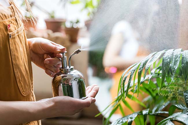 Woman florist spraying houseplant by vintage steel water sprayer at garden home, taking care of palm plants - Friendly Home