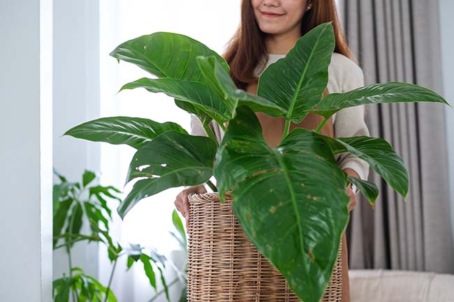 Woman holding and taking care of indoor palm plants - Friendly Home